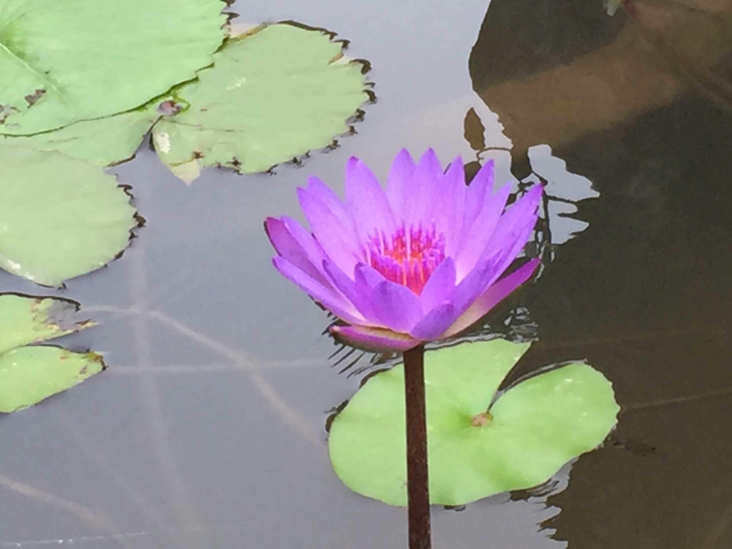 Waterlily in Vietnam 越南水蓮